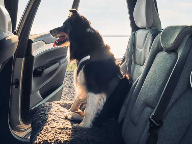 Family-Friendly Accessories to Enhance Every Ride