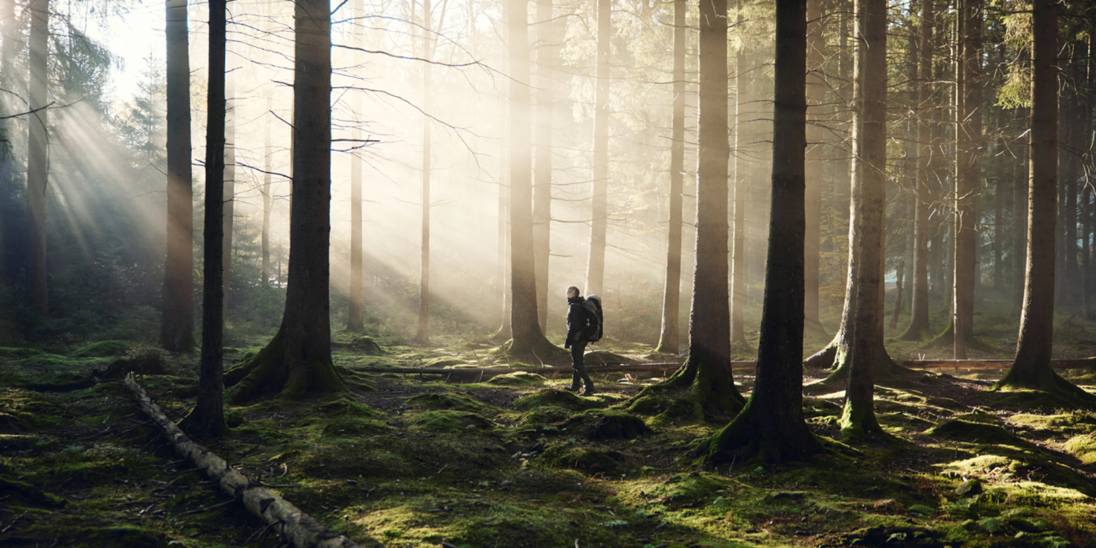 Sunlight falling on a man with a backpack walking through the misty woods.