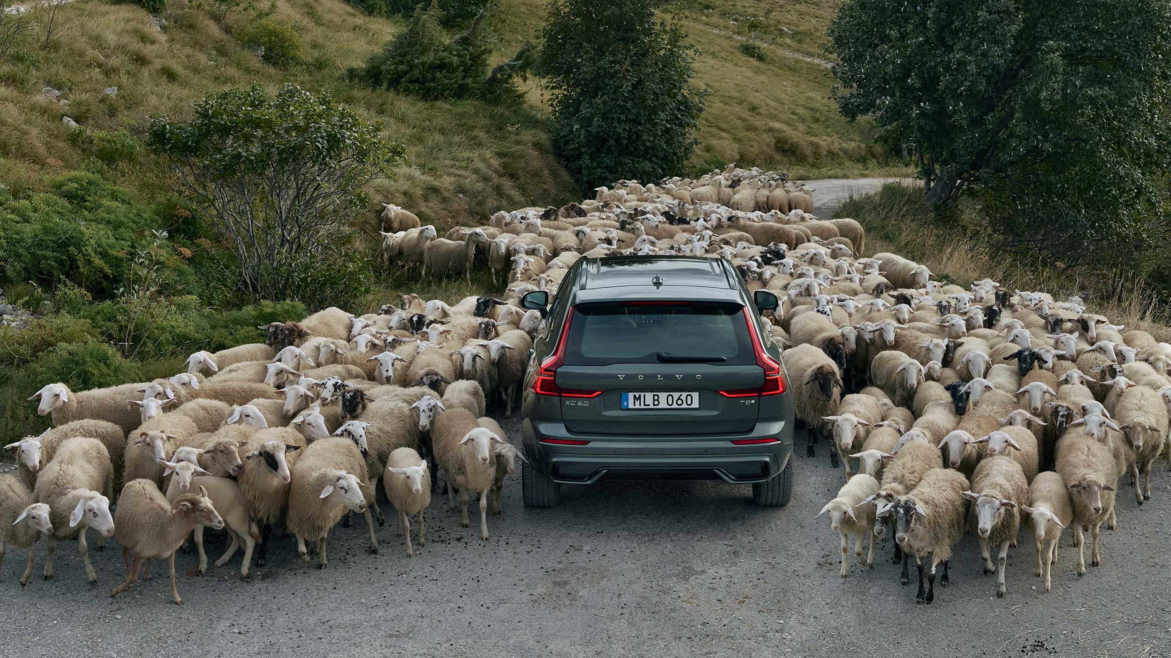 Forest lake -värinen Volvo XC60 lataushybridikatumaasturi lammaslauman saartamana vuoristotiellä.
