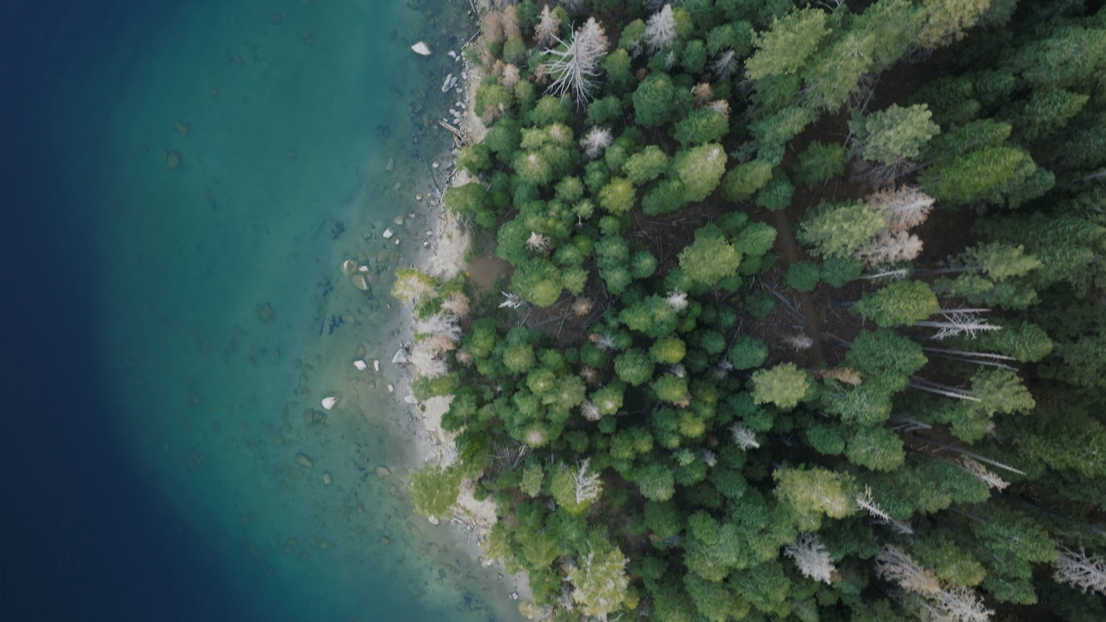 Vue aérienne d’un littoral forestier.