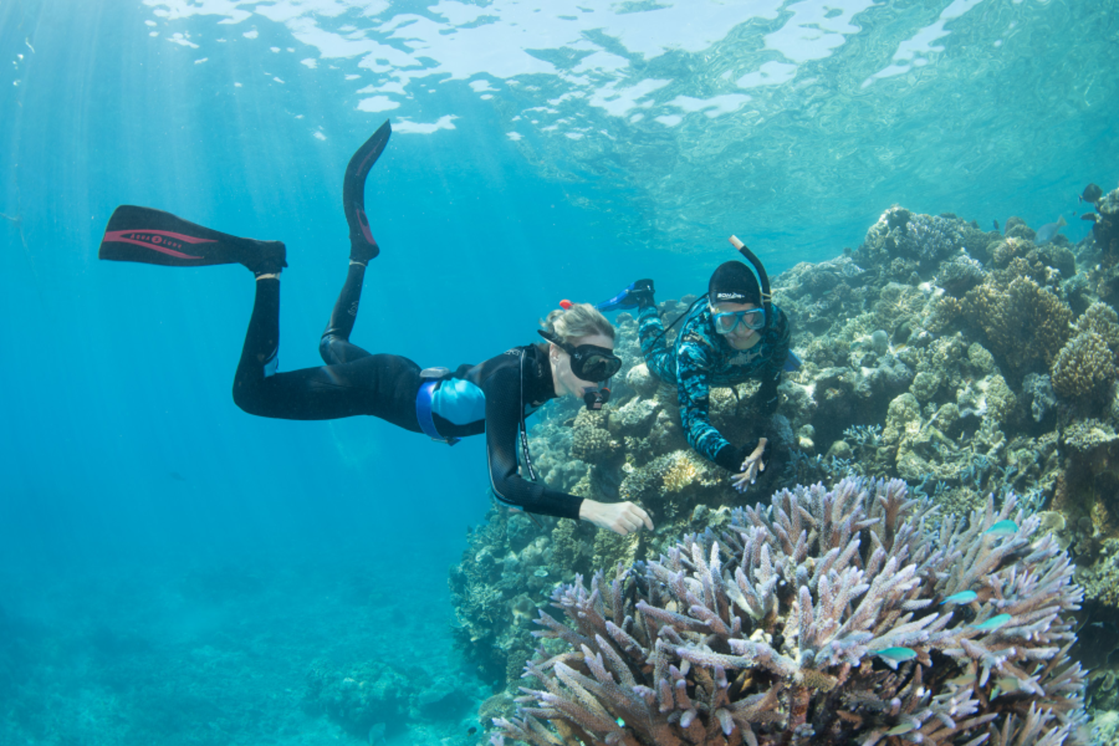 People snorkelling investigating coral underwater