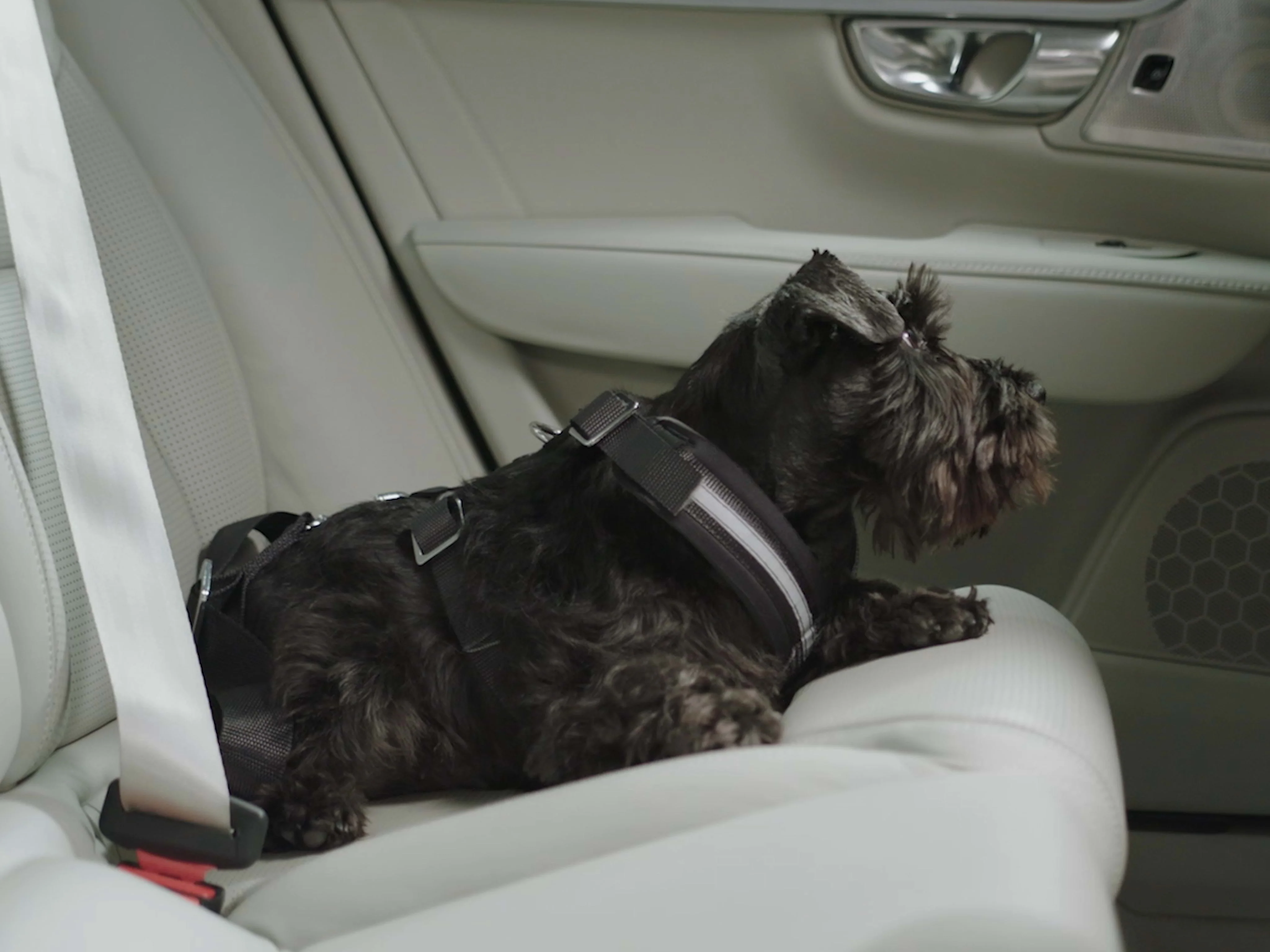 A black Scottish Terrier relaxes on the pale leather back seat of a Volvo car.
