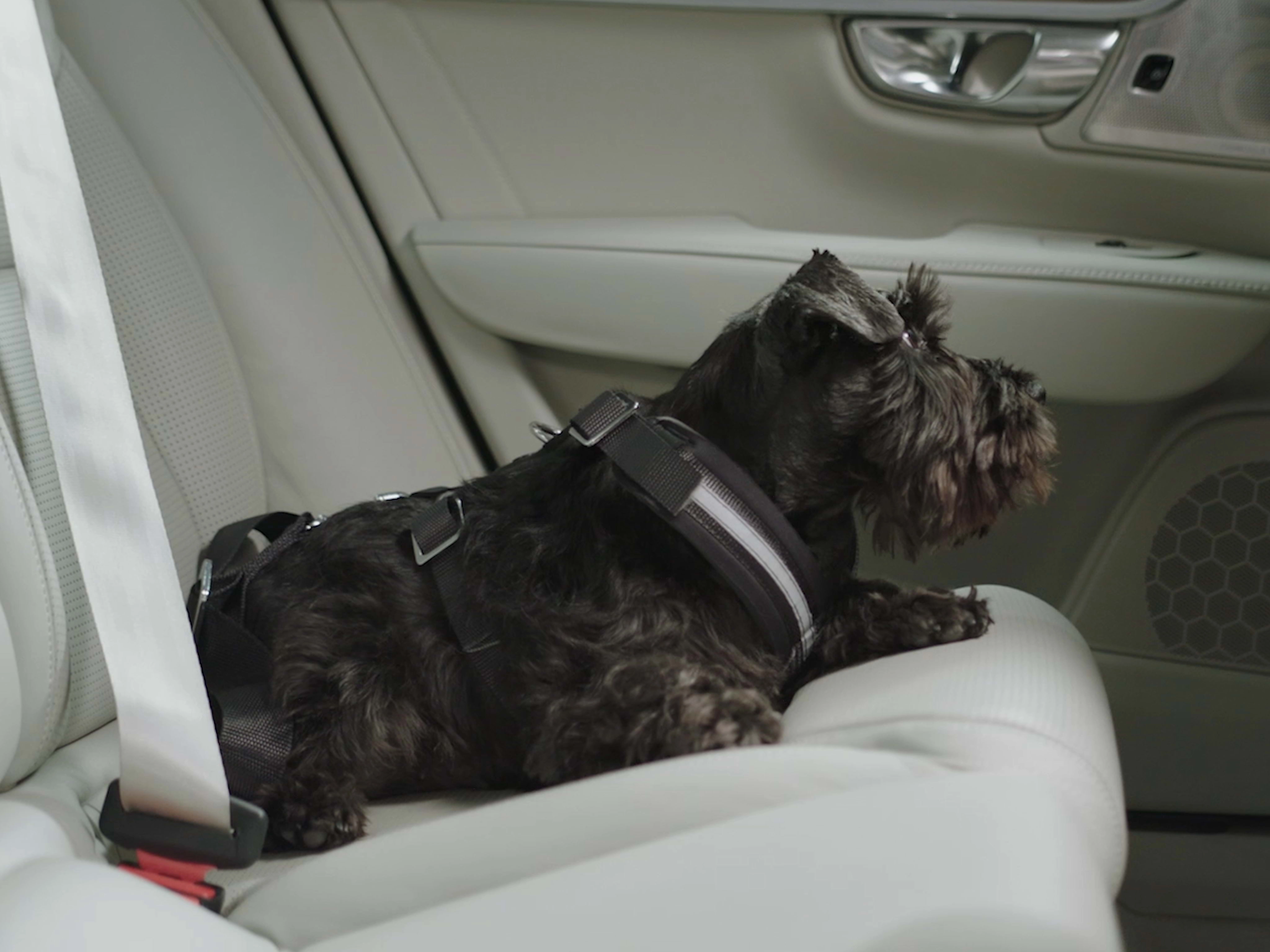 Juodas škotų terjeras atsipalaidavęs guli ant šviesios odinės galinės „Volvo“ automobilio sėdynės.