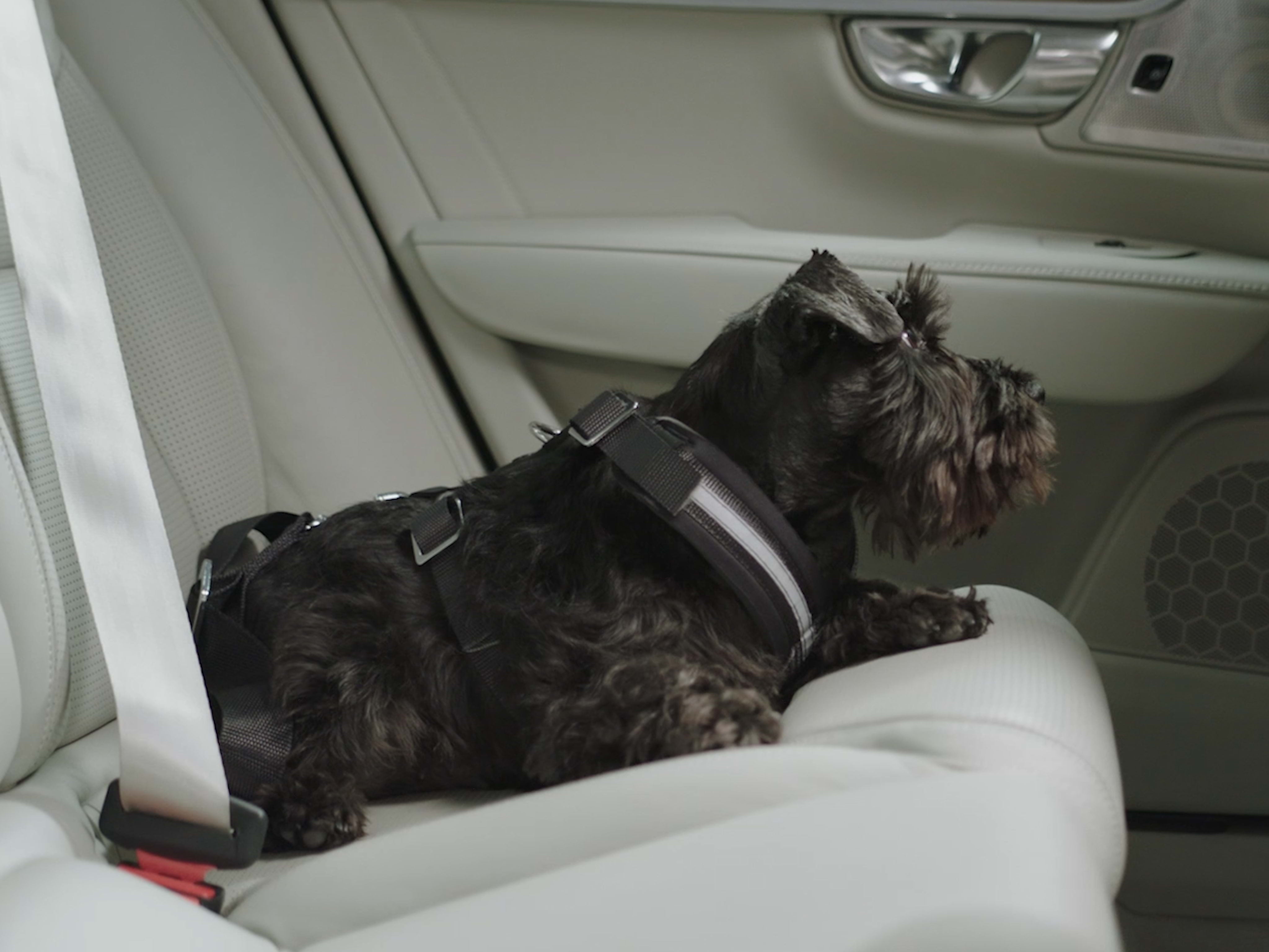 A black Scottish Terrier relaxes on the pale leather back seat of a Volvo car.