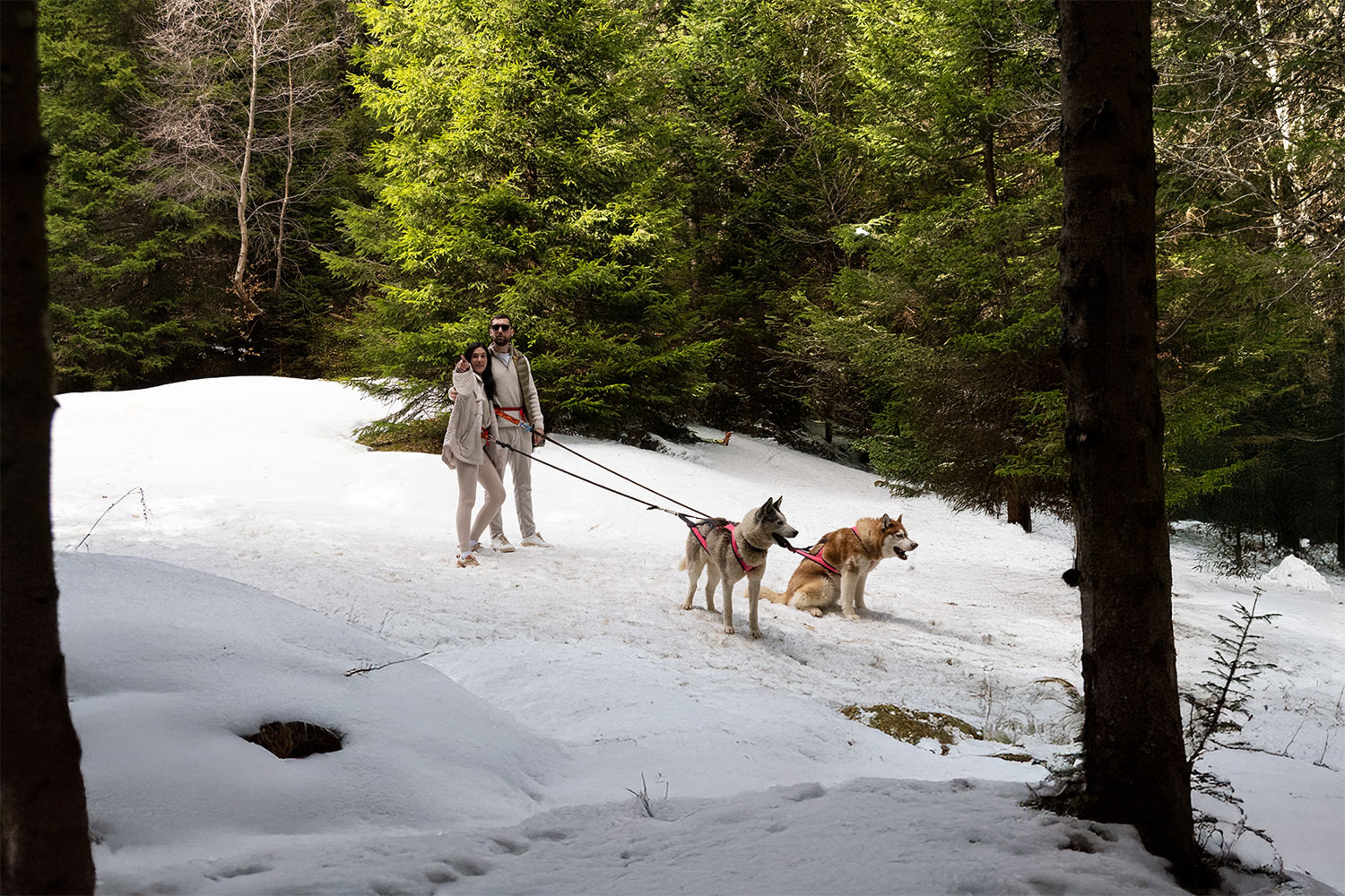 Couple marchant dans forêt enneigée avec deux chiens en laisse, entourés de grands arbres verts.