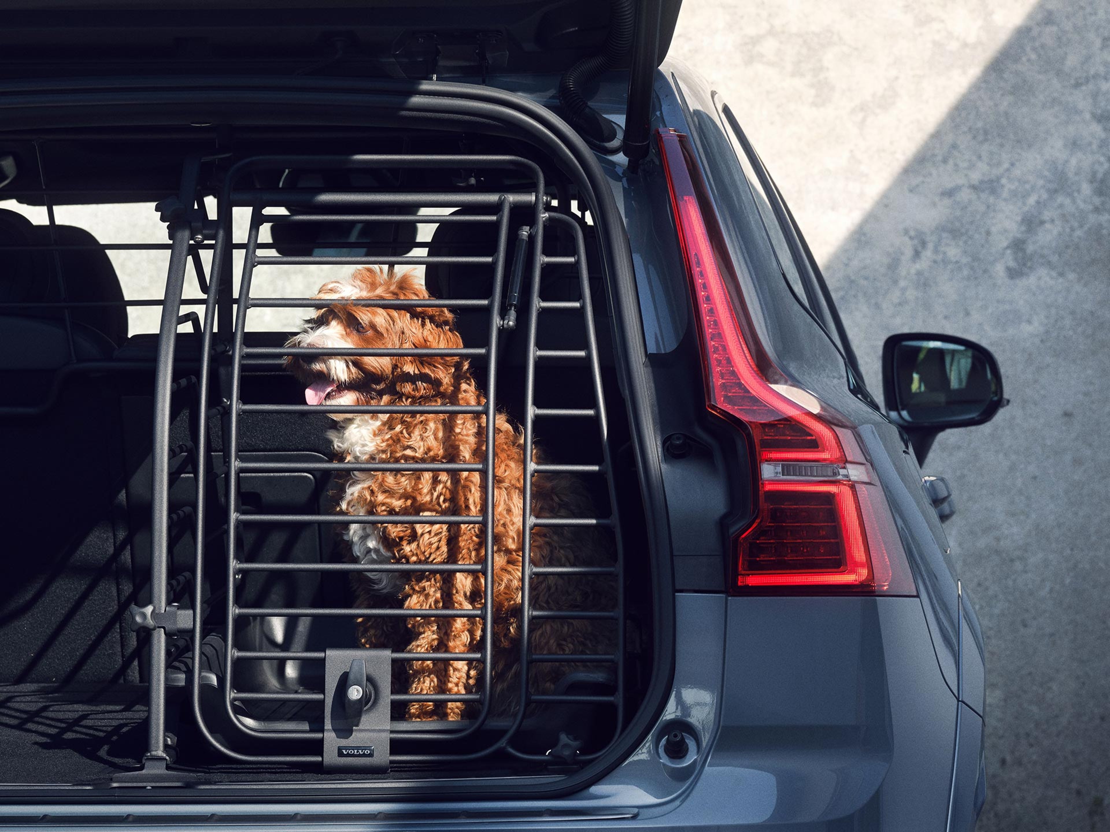 Un chien brun est assis dans une cage pour chien Volvo dans le coffre d'une Volvo grise. Le hayon de la voiture est ouvert.