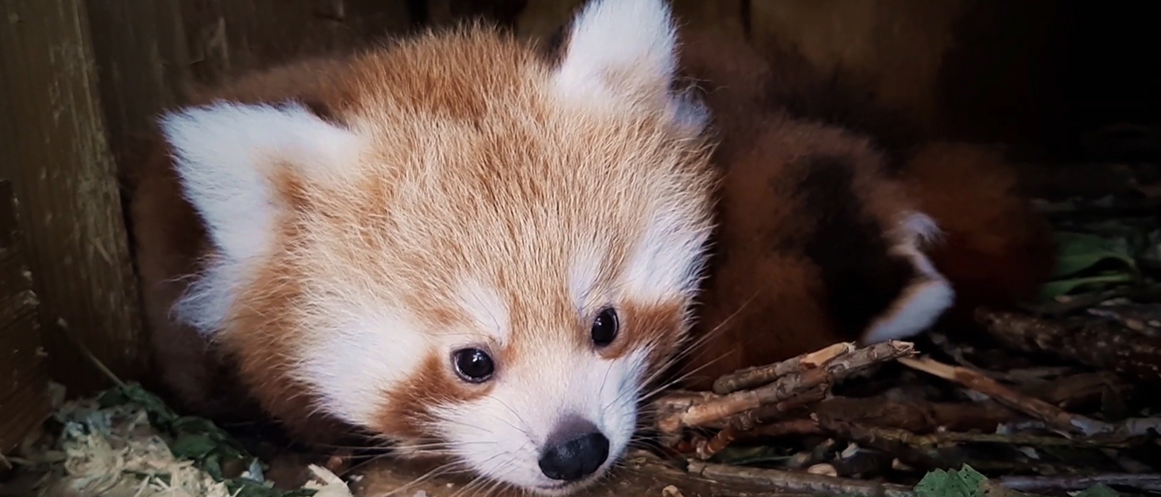 Nærbilde av en rød panda