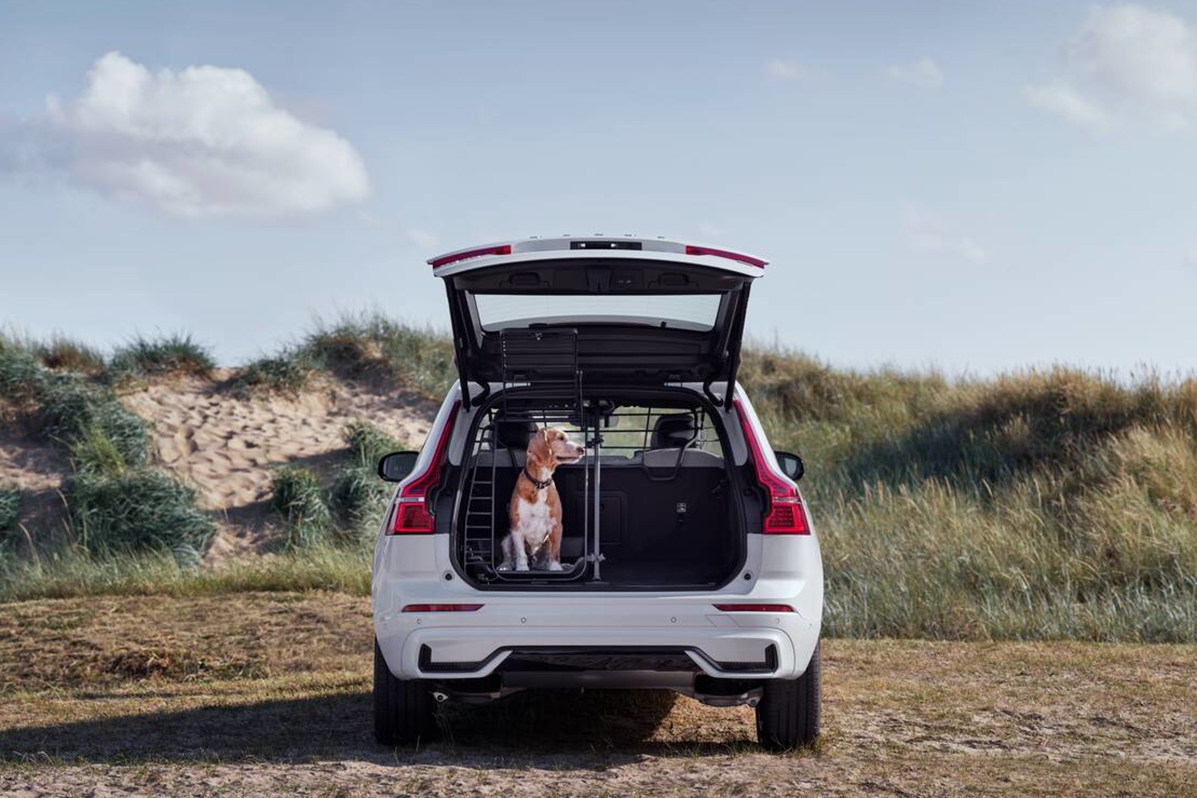 Back of Volvo car with boot open and dog sat within pet accessory on sunny day