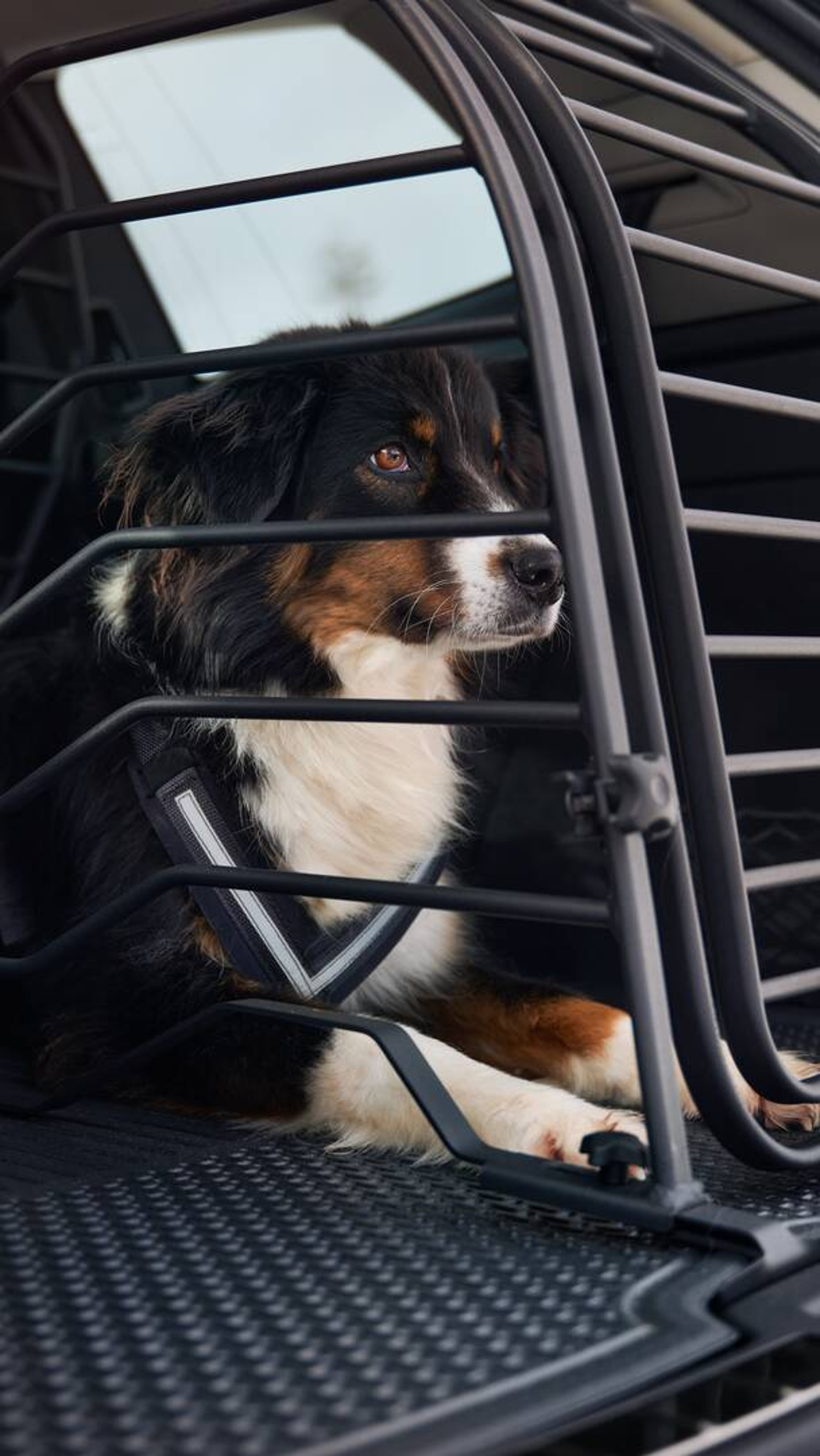 Hund i hundbur i en Volvo EX90.