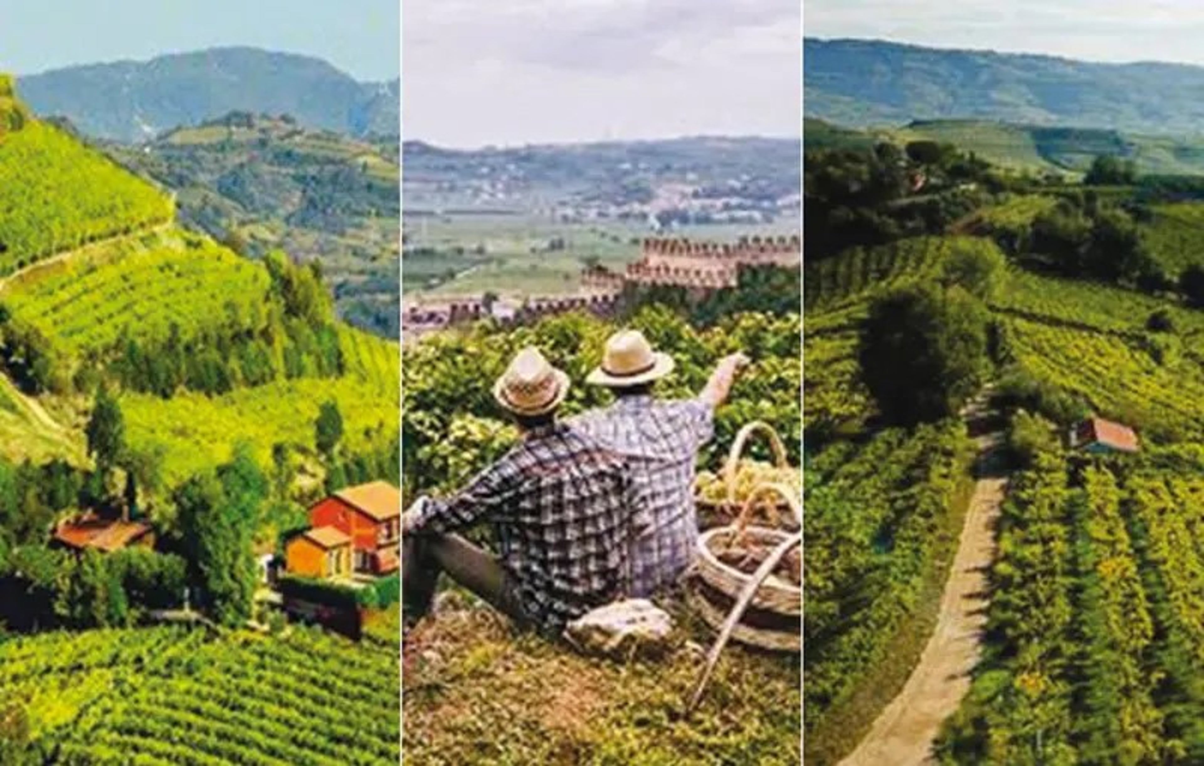 soave patrimonio agricolo