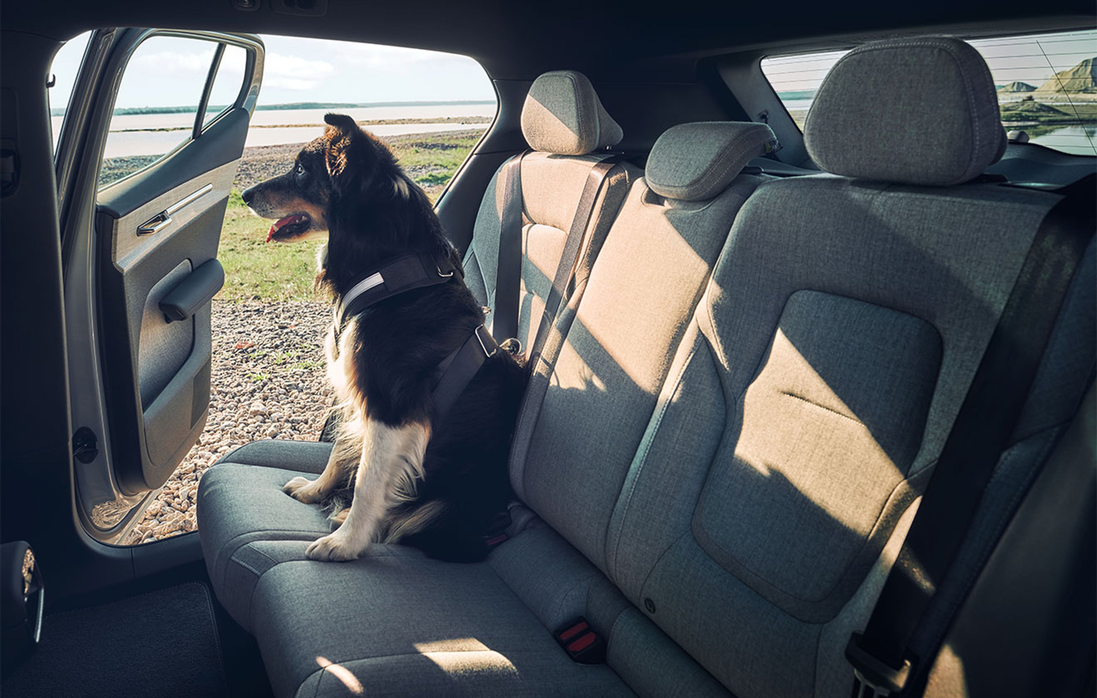 Animal de compagnie dans la voiture Volvo XC90