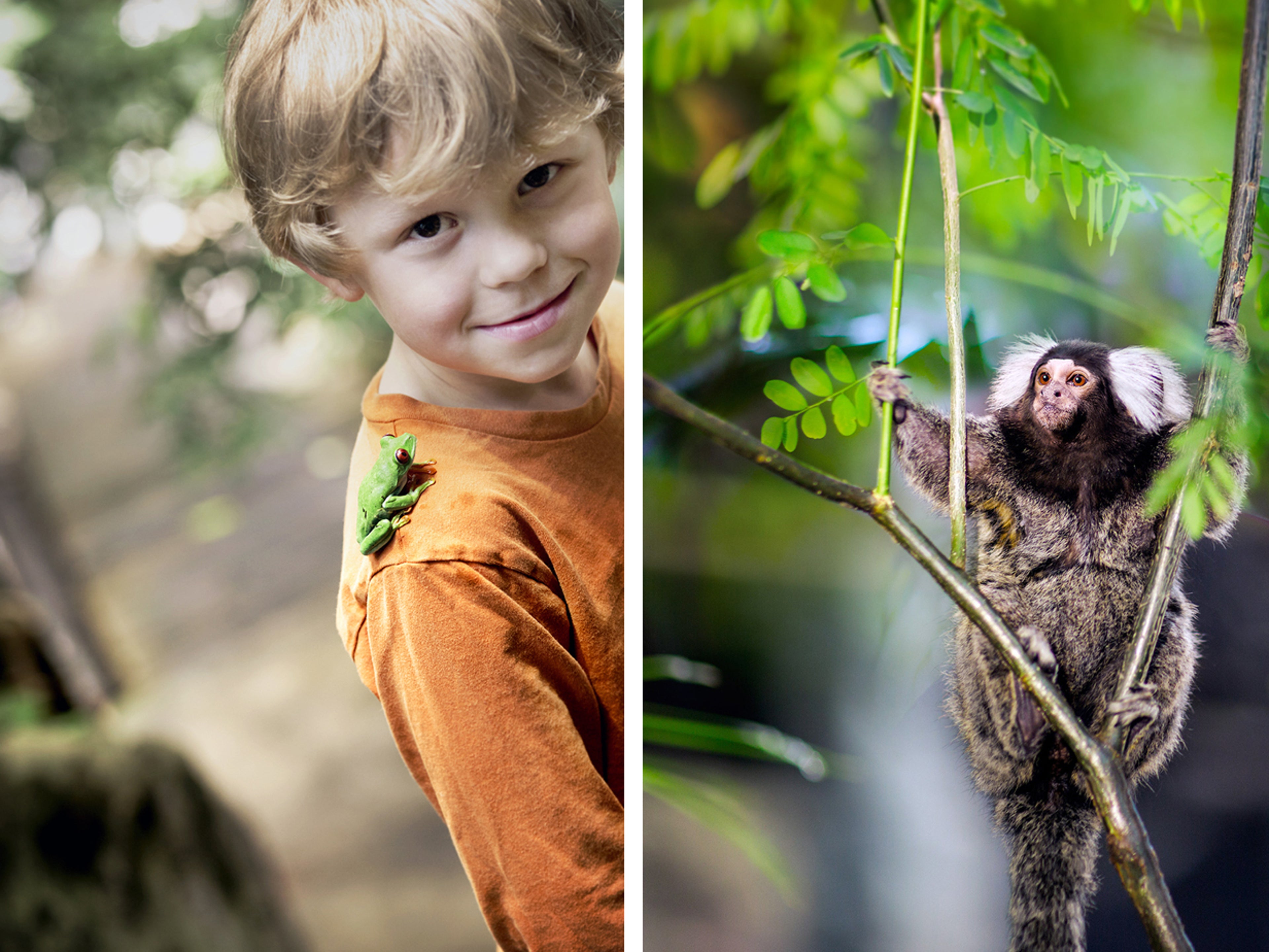 Collage - barn som smiler og ape
