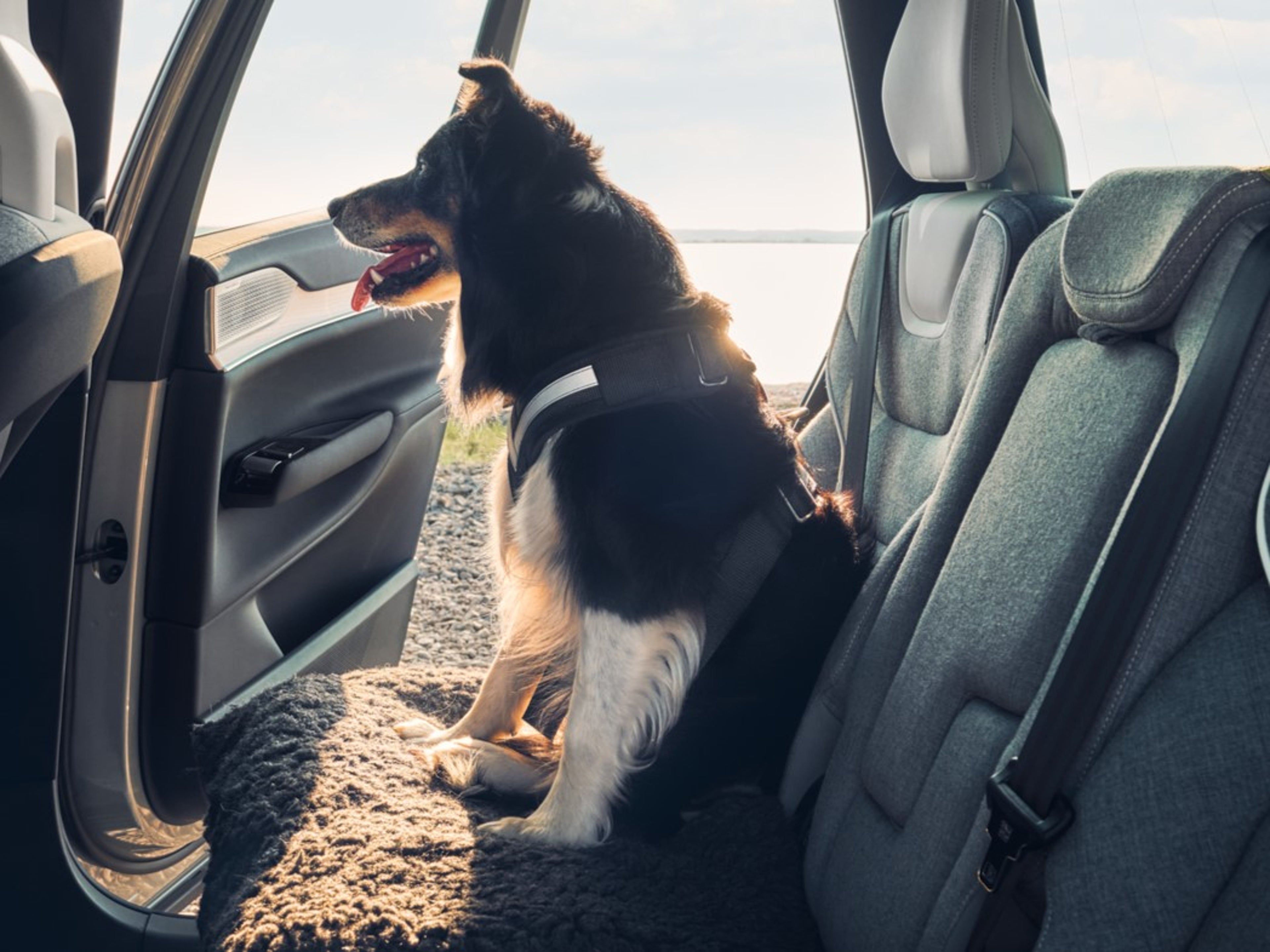 Volvo Dog Harness - Genuine Accessory