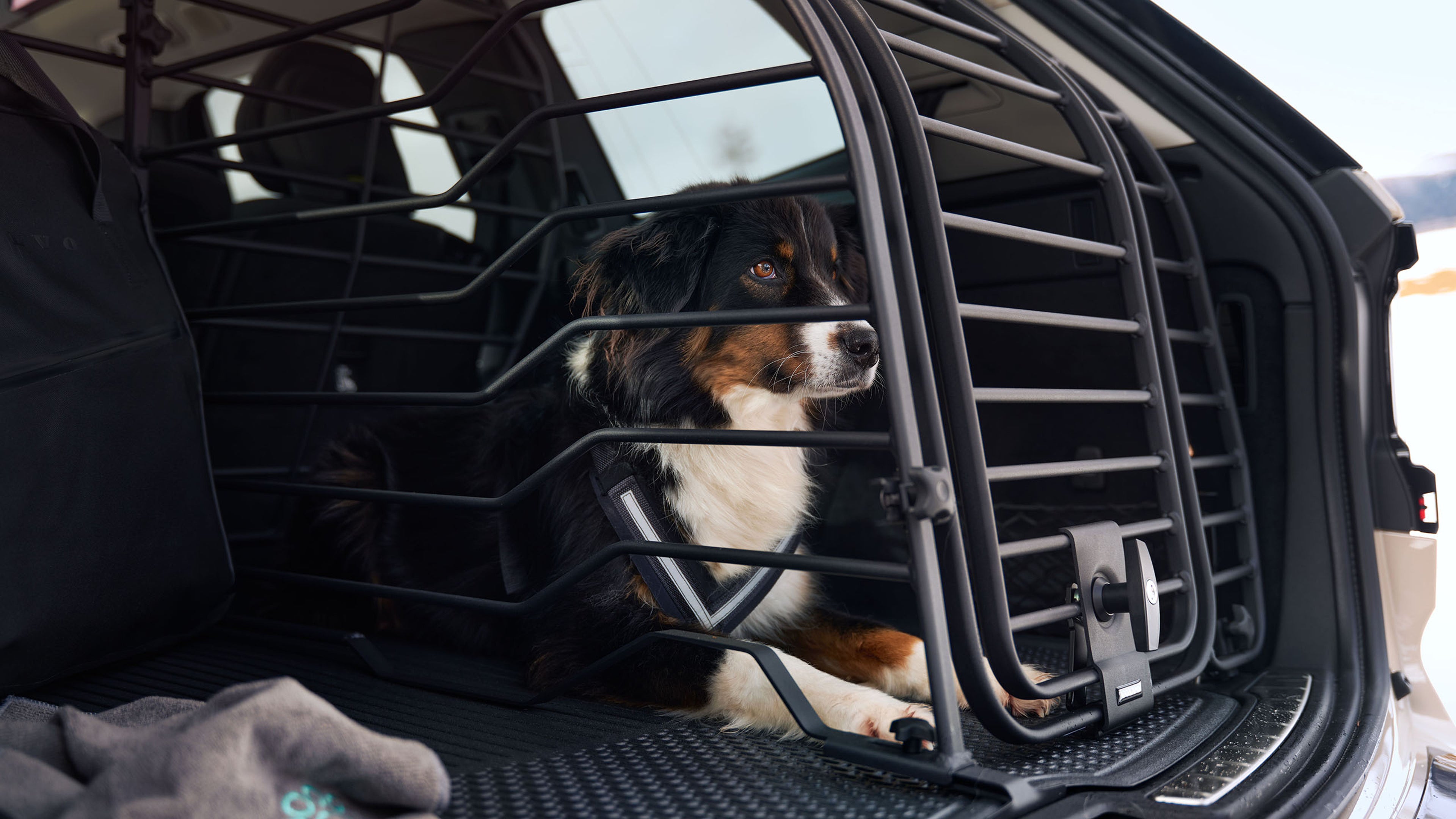 Hond in Volvo hondendrek