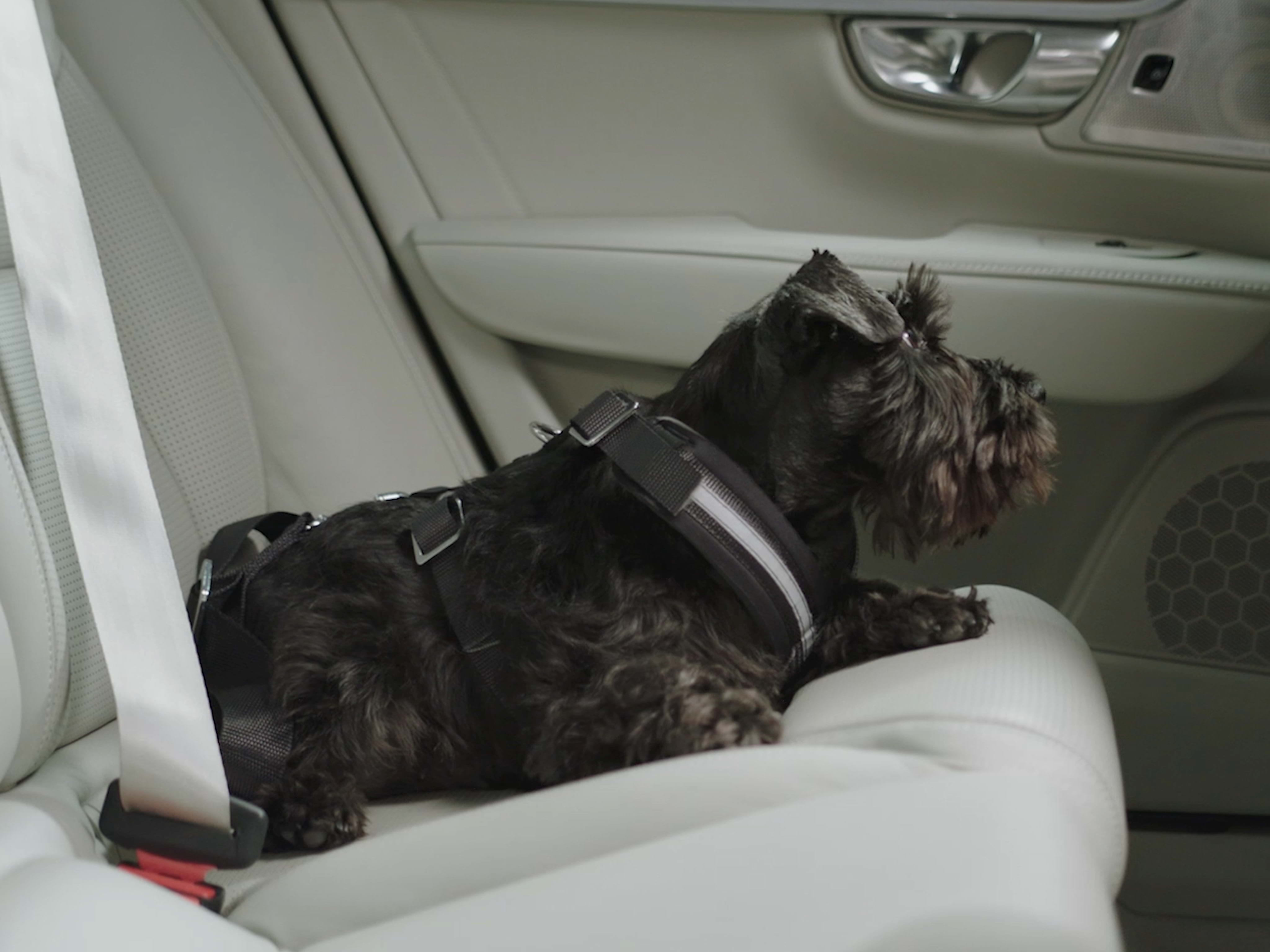 Um Scottish Terrier sentado calmamente, seguro com um arnês para cães disponível como acessório oficial da Volvo Cars.