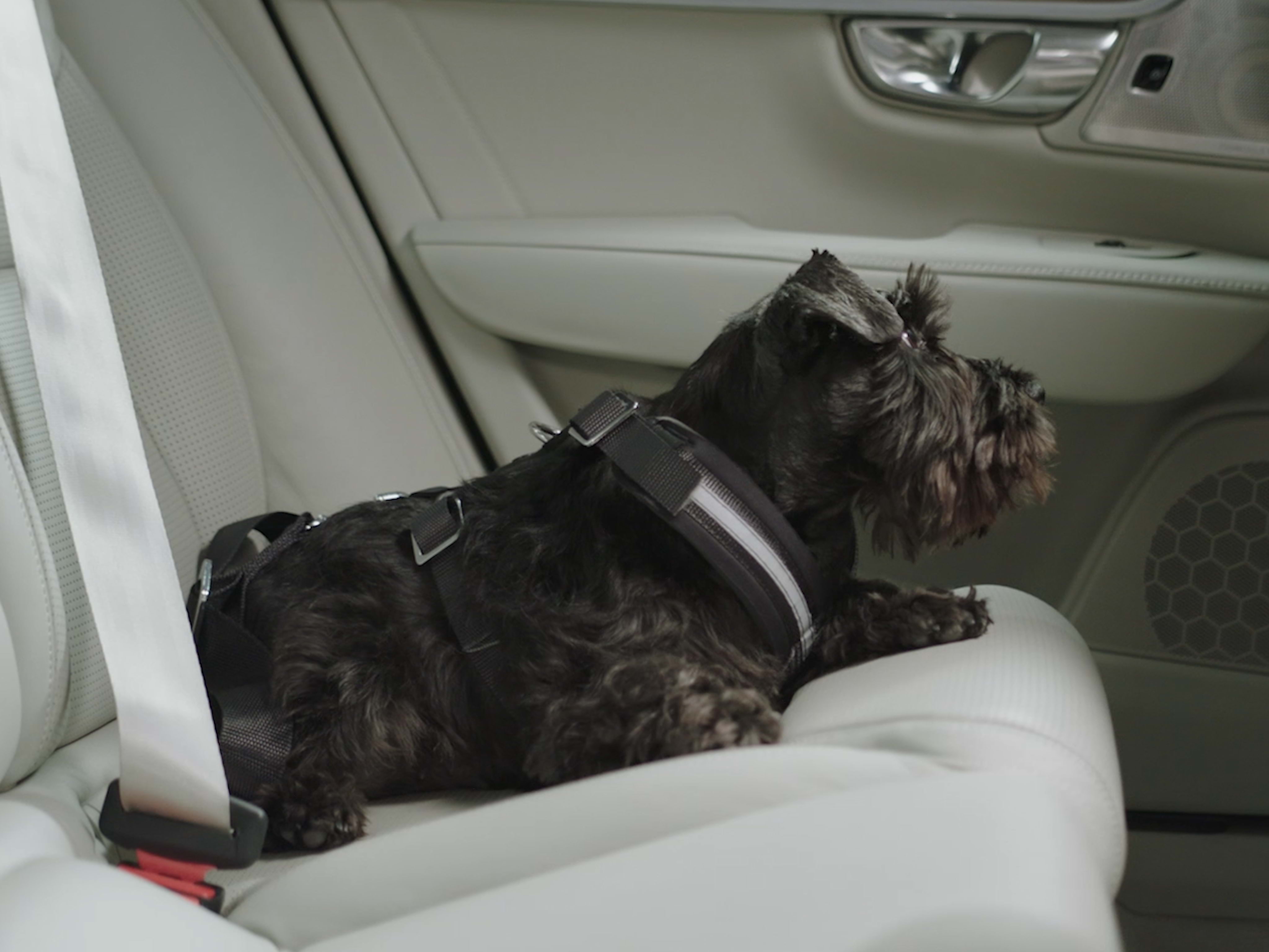 En svart skotsk terrier slappnar av i baksätet på en Volvo med ljus läderklädsel.