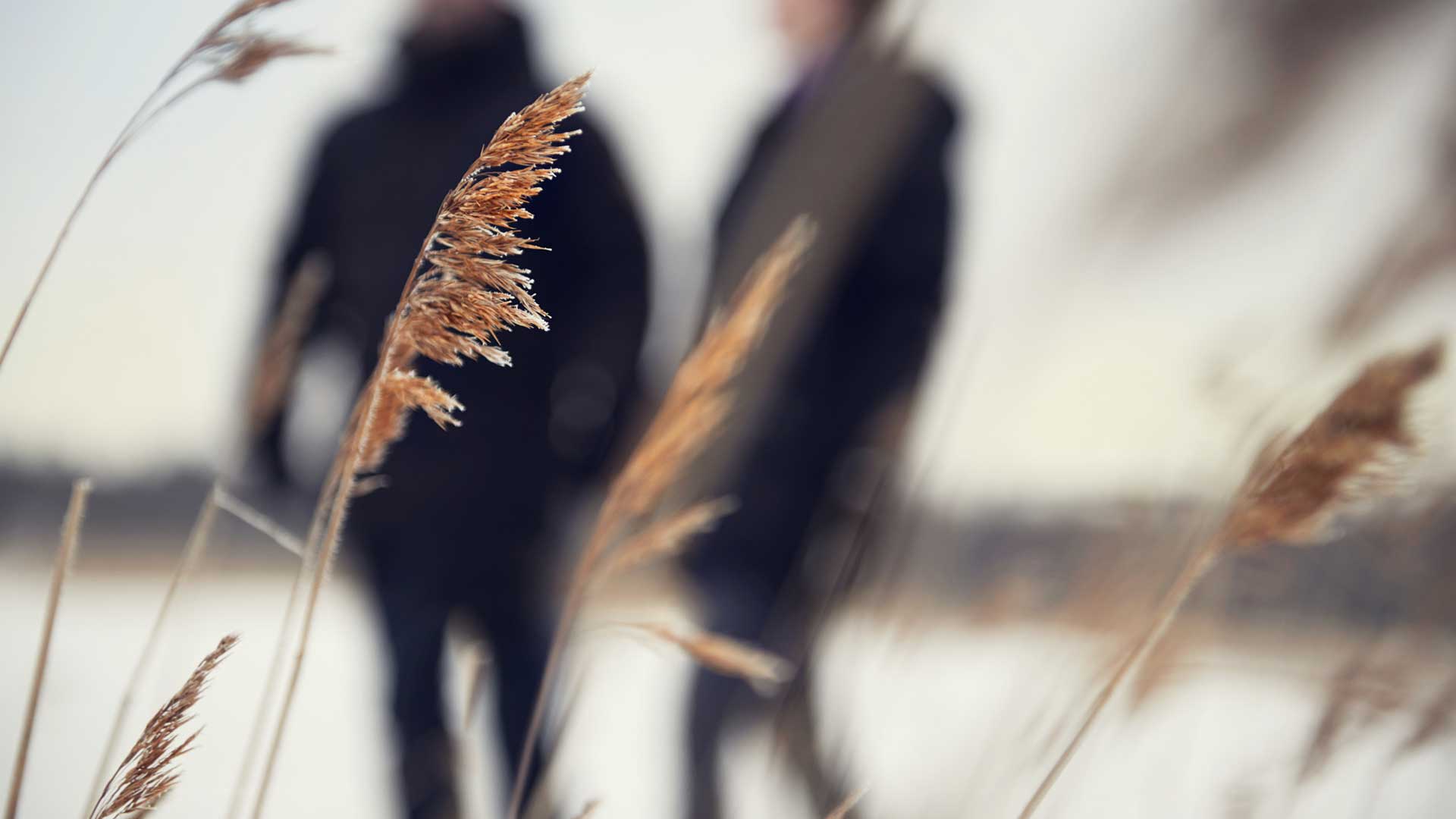 Close-up of frosty reeds close to a frozen lake with two people dressed in black in the background.